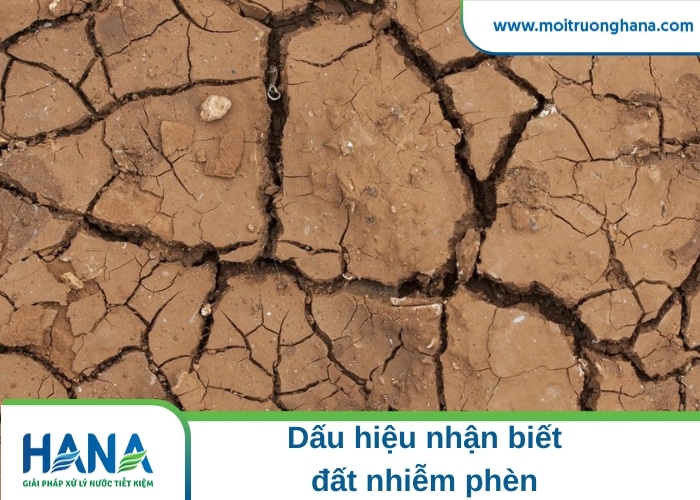 Đất bị nhiễm phèn - Dấu hiệu nhận biết và cách cải tạo hiệu quả 2 đất nhiễm phèn