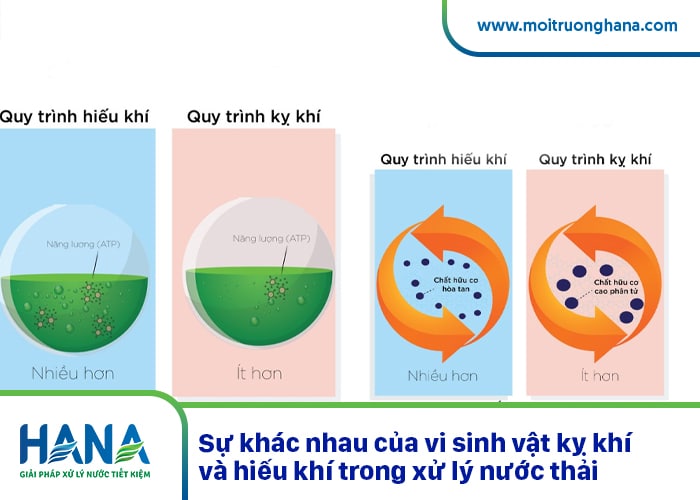 Sự khác nhau của vi sinh vật kỵ khí và hiếu khí trong xử lý nước thải