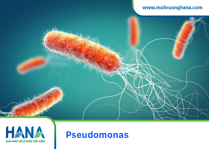Vi khuẩn Pseudomonas giúp thủy phân hydrocacbon