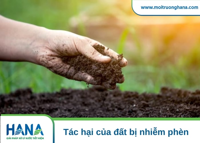 Đất bị nhiễm phèn - Dấu hiệu nhận biết và cách cải tạo hiệu quả 3 đất nhiễm phèn