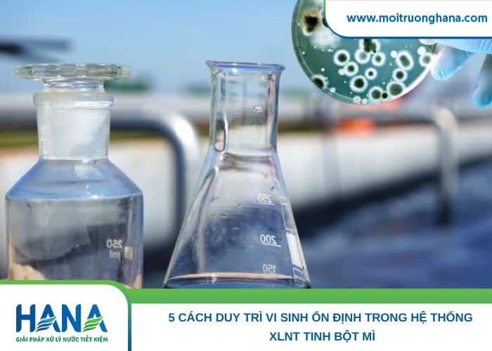 Duy Trì Vi Sinh Ổn Định Trong Hệ Thống XLNT Tinh Bột Mì