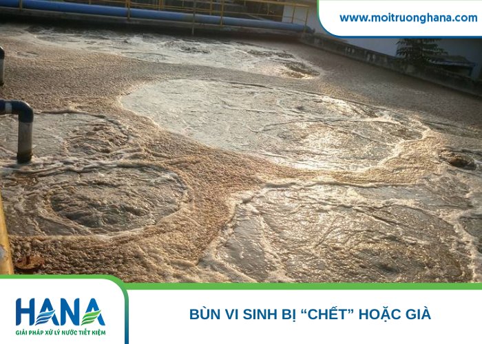Bùn vi sinh bị “chết”