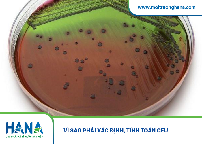 Xác định, tính toán CFU như thế nào?