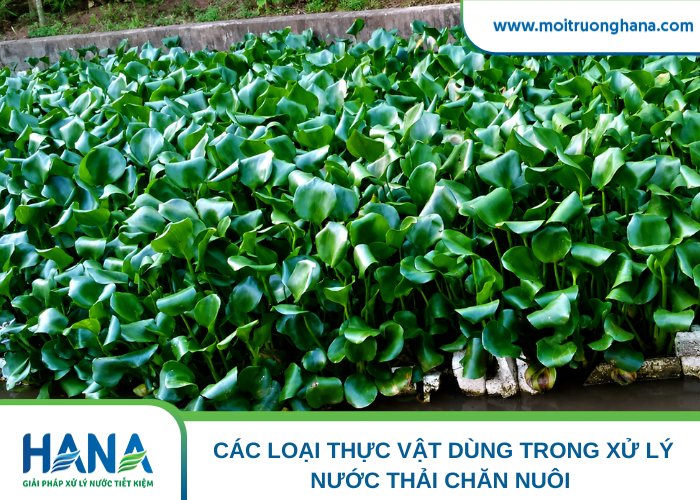 Lục bình có khả năng hấp thụ kim loại nặng cực mạnh
