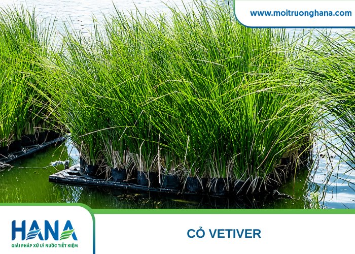 Cỏ Vetiver được sử dụng rất phổ biến