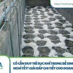 Có cần duy trì sục khí trong bể sinh học dịp nghỉ Tết? Giải đáp chi tiết cho doanh nghiệp Có cần duy trì sục khí trong bể sinh học dịp nghỉ Tết