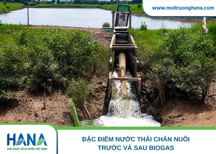 Nước sau biogas vẫn chưa đạt chuẩn xả thải