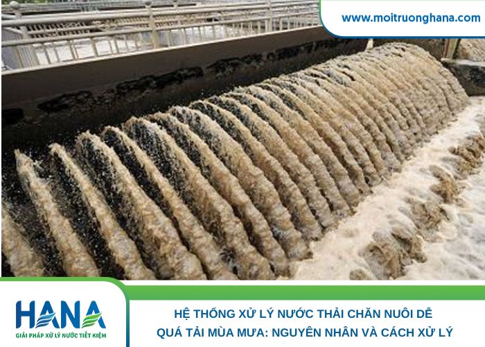 Hệ thống xử lý nước thải chăn nuôi dễ quá tải mùa mưa_ Nguyên nhân và cách xử lý