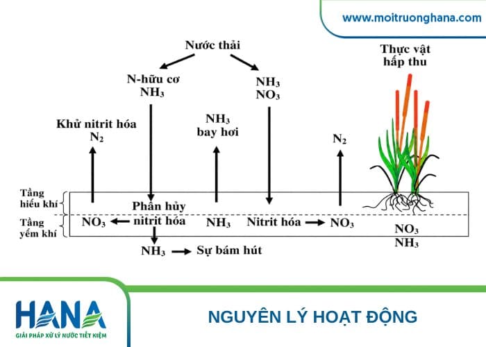 Quá trình xử lý nước thải bằng thực vật