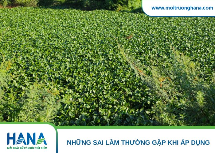Để thực vật phát triển quá dày mà không thu hoạch