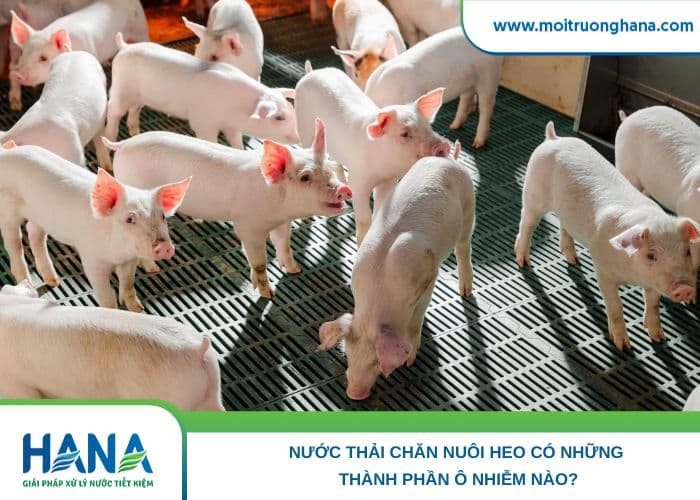 Nước Thải Chăn Nuôi Heo Có Những Thành Phần Ô Nhiễm Nào?