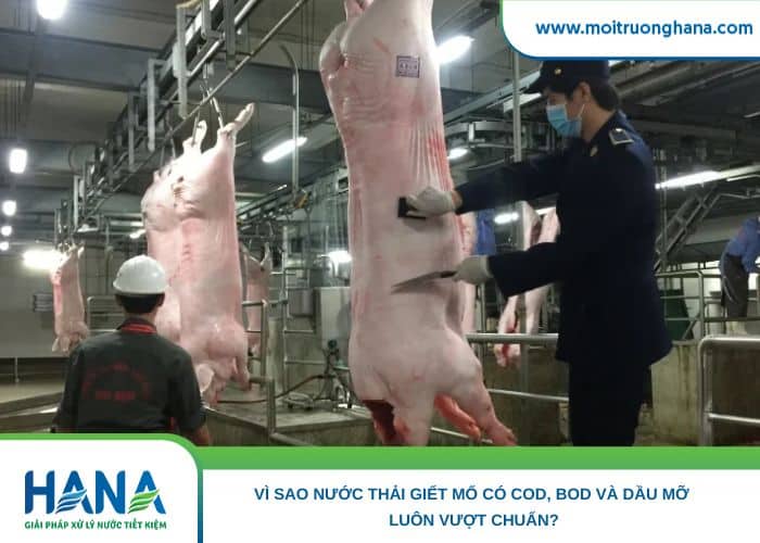 Vì Sao Nước Thải Giết Mổ Có COD, BOD Và Dầu Mỡ Luôn Vượt Chuẩn?