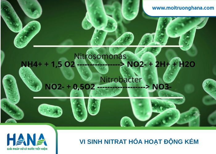 Nhóm vi khuẩn Nitrosomonas và Nitrobacter trong quá trình Nitrat hóa