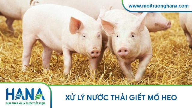 xử lý nước thải giết mổ heo