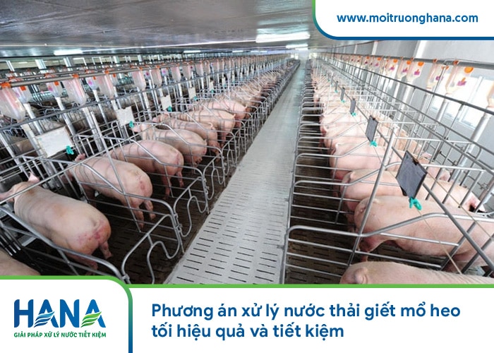 Phương án xử lý nước thải giết mổ heo tối hiệu quả và tiết kiệm