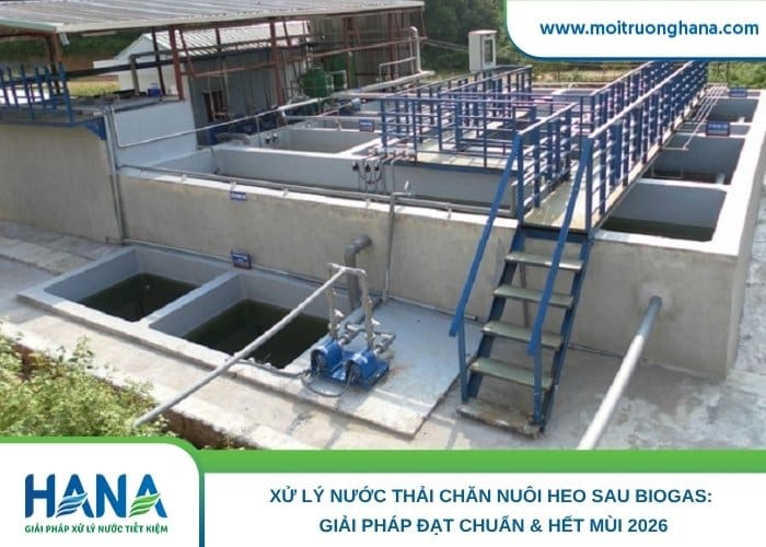 Nước thải chăn nuôi heo sau biogas