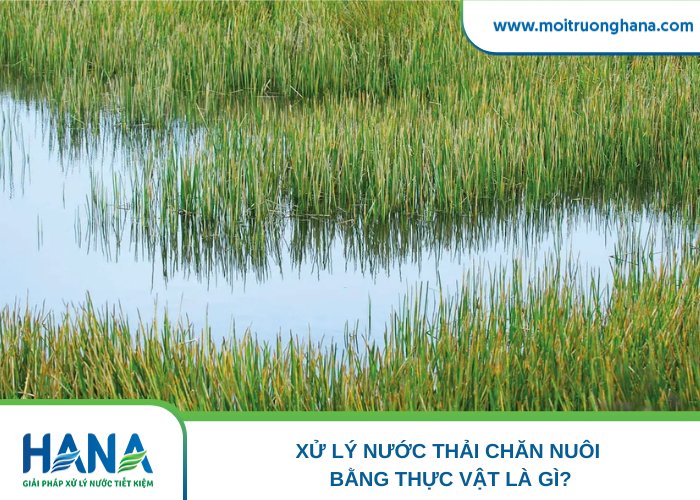 Xử lý nước thải chăn nuôi bằng thực vật