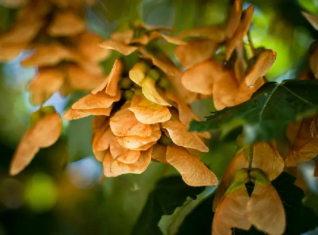 Lá héo do tưới nước nhiễm mặn