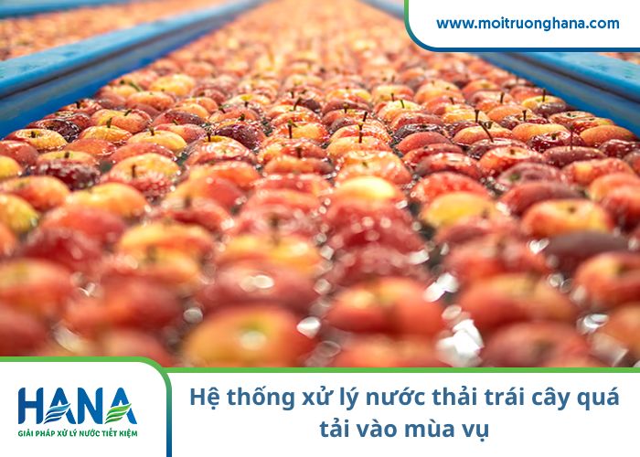 Hệ thống xử lý nước thải trái cây quá tải vào mùa vụ