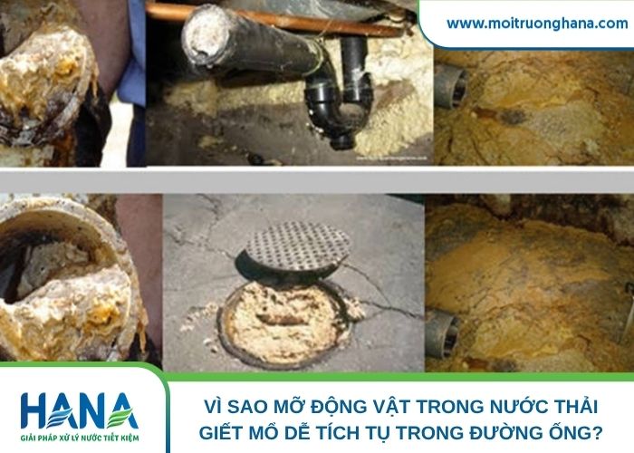 Vì sao mỡ động vật trong nước thải giết mổ dễ tích tụ trong đường ống?