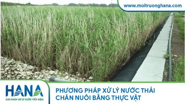 Hệ thống xử lý nước thải chăn nuôi gà, lợn chuyên nghiệp